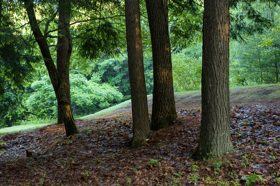 Color photo of a stand of trees lit by the morning light