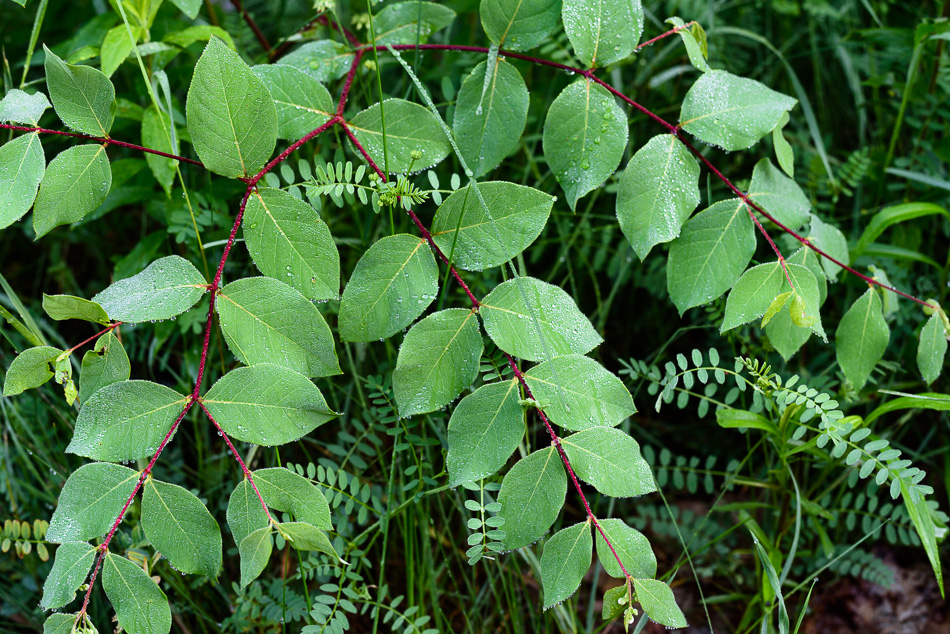 Color photos of dewdrops covering green foliage