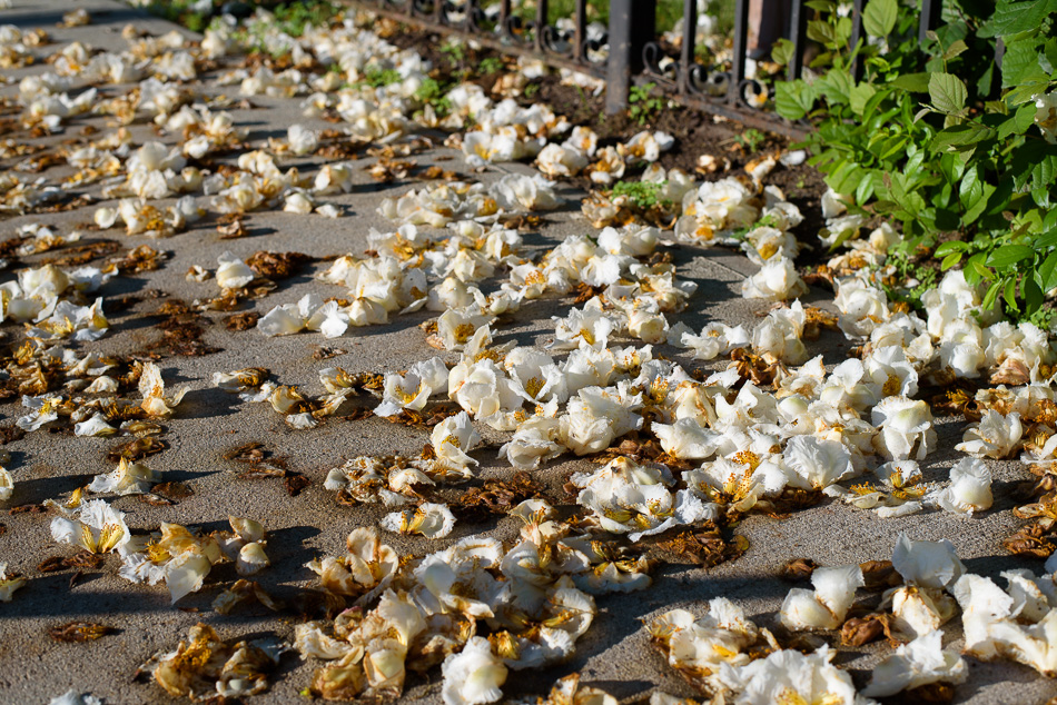 Color photo of white flowers decaying on a sidewalk
