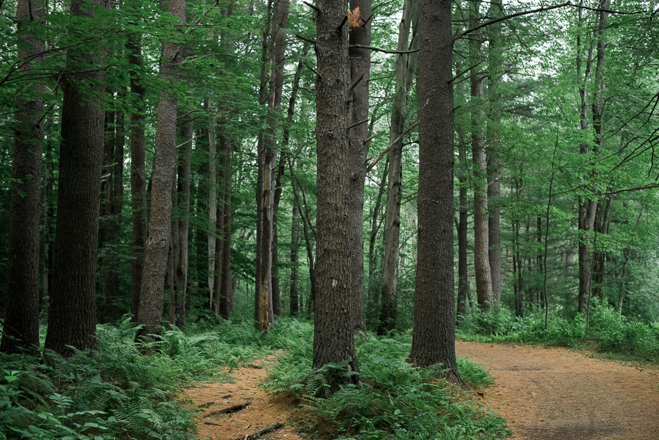 Color photo of large pine trees near the path through the Ashuelot River Park in Keene, NH