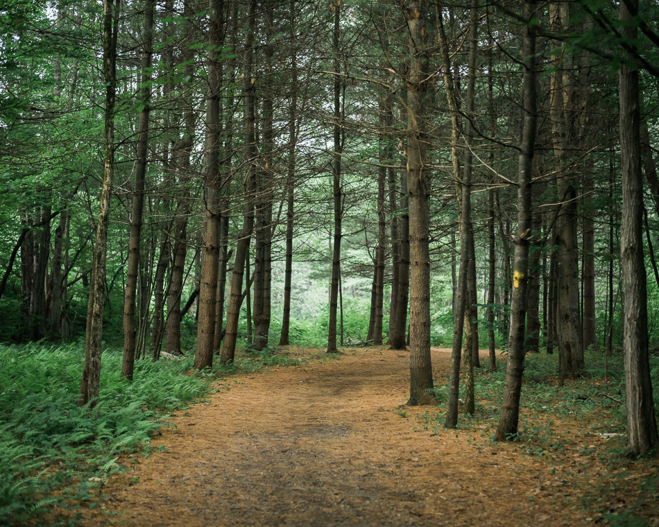 Color photo of pine needles covering a section of the Ashuelot River Park trail in Keene, NH