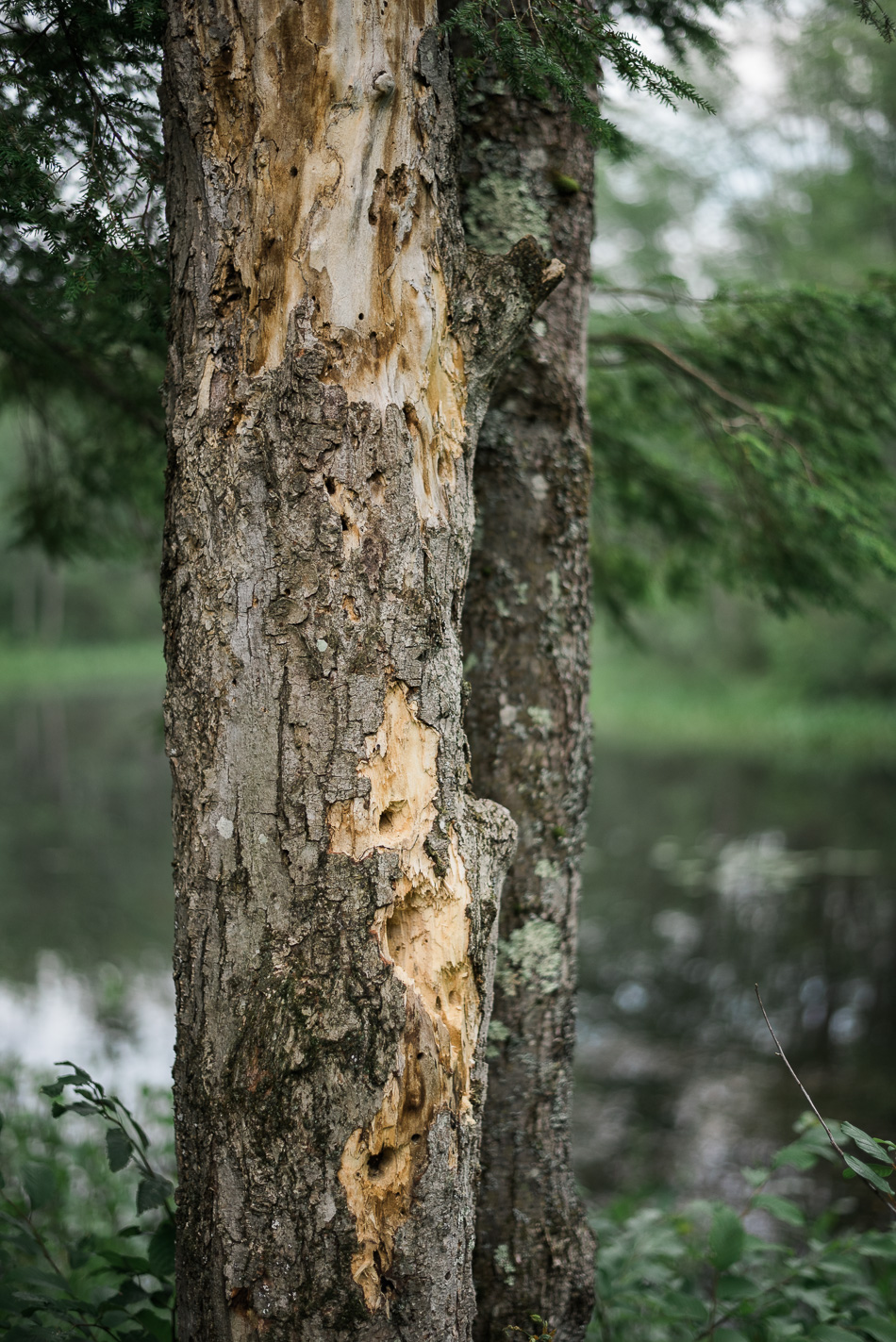 Color photo of holes and missing bark on a tree in the Ashuelot River Park in Keene, NH