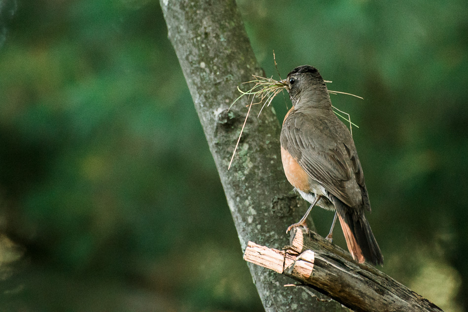 Color photo of a robin gathering materials for its nest