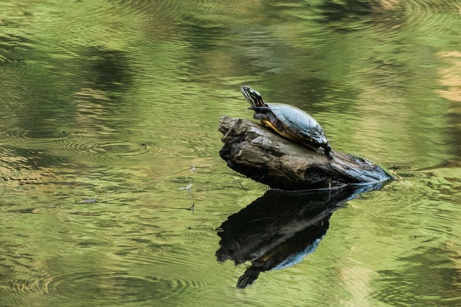 Color photo of a turte stretching its legs on a rock jutting out of the river