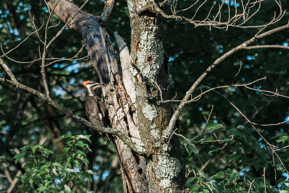 Color phot of a pileated woodpecker drilling into a tree