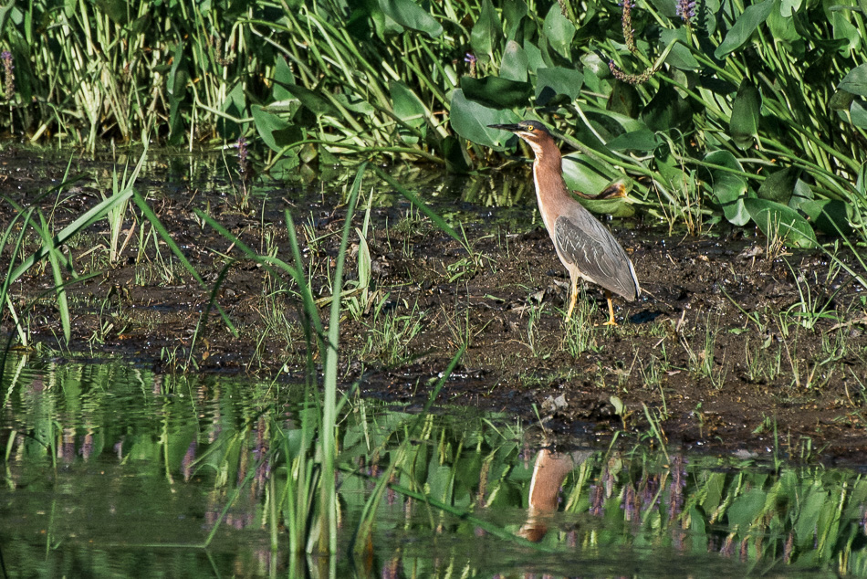 Color photo of a green heron hunting along a muddle river bank