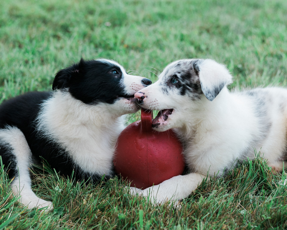 Color photo of two border collie puppies