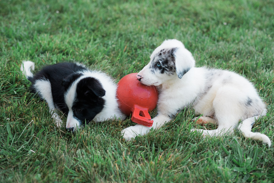 Color photo of two border collie puppies