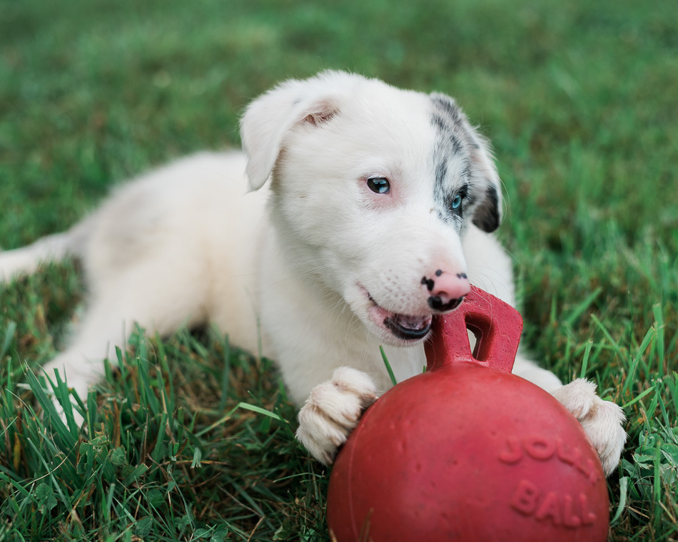 Color photo of a border collie puppy
