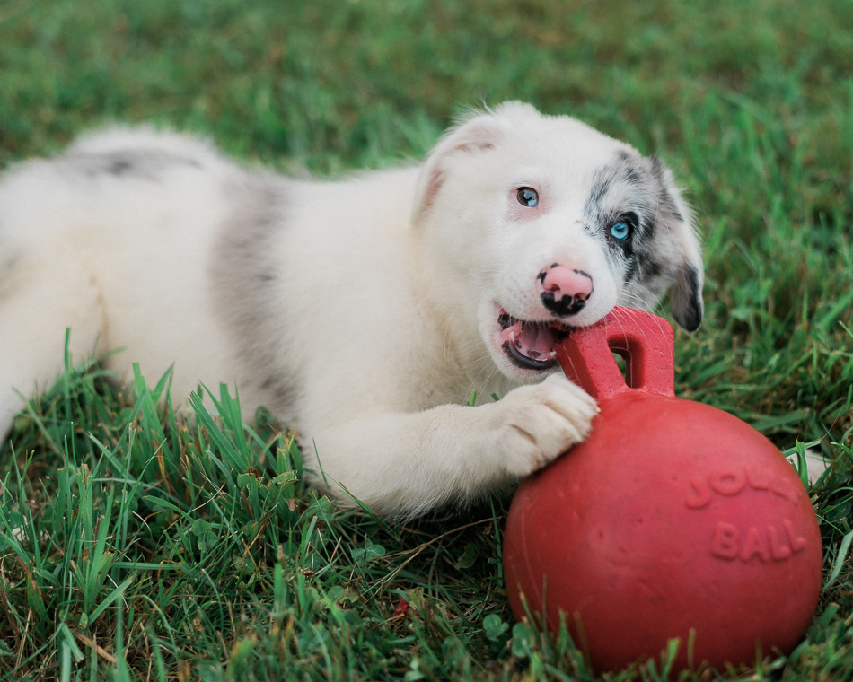 Color photo of a border collie puppy