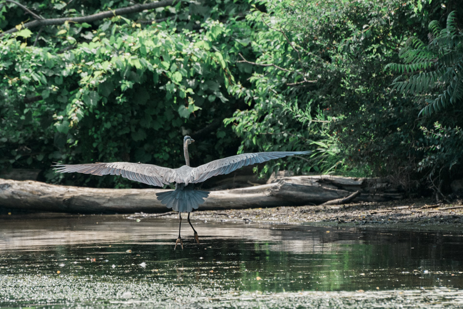 Color photo of a great blue heron landing on a river bank