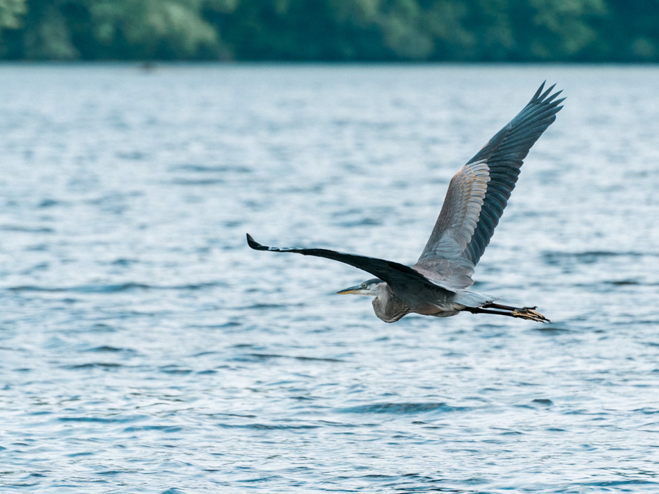 Color photo of a great blue heron flying over the Connecticut River