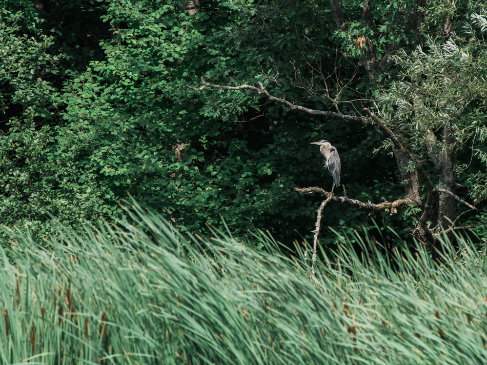 Color photo of a great blue heron resting in a tree