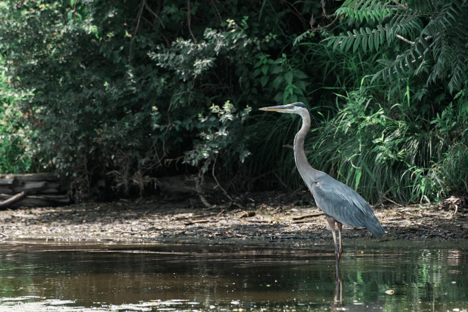 Color photo of a great blue heron hunting along the Connecticut River