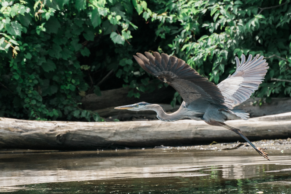 Color photo of a great blue heron flying over the Connecticut River