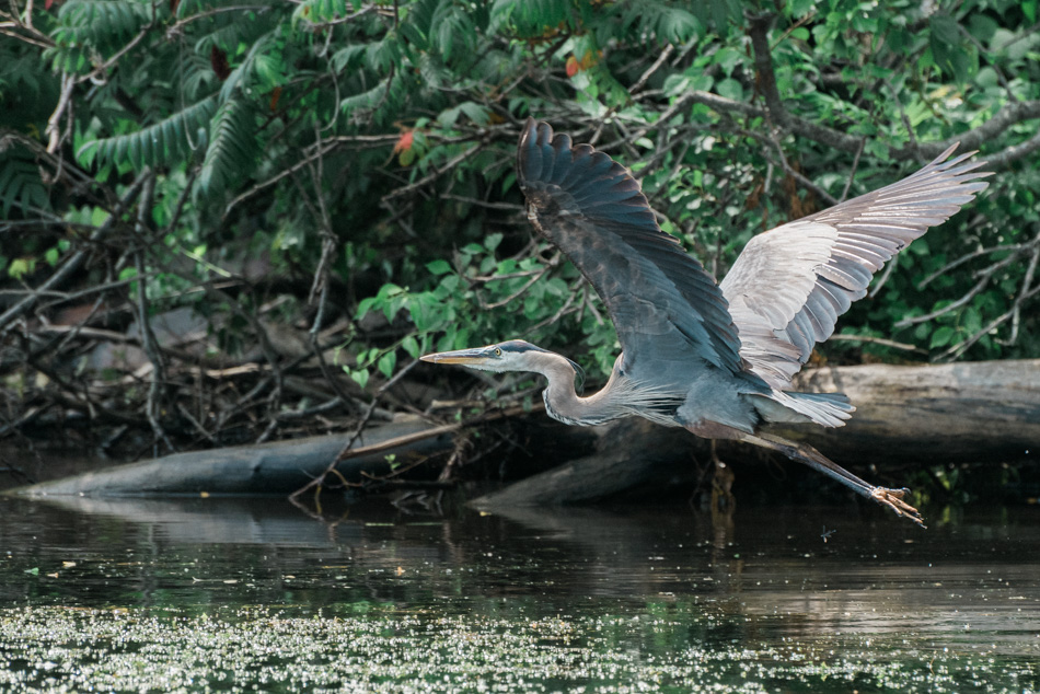 Color photo of a great blue heron flying over the Connecticut River