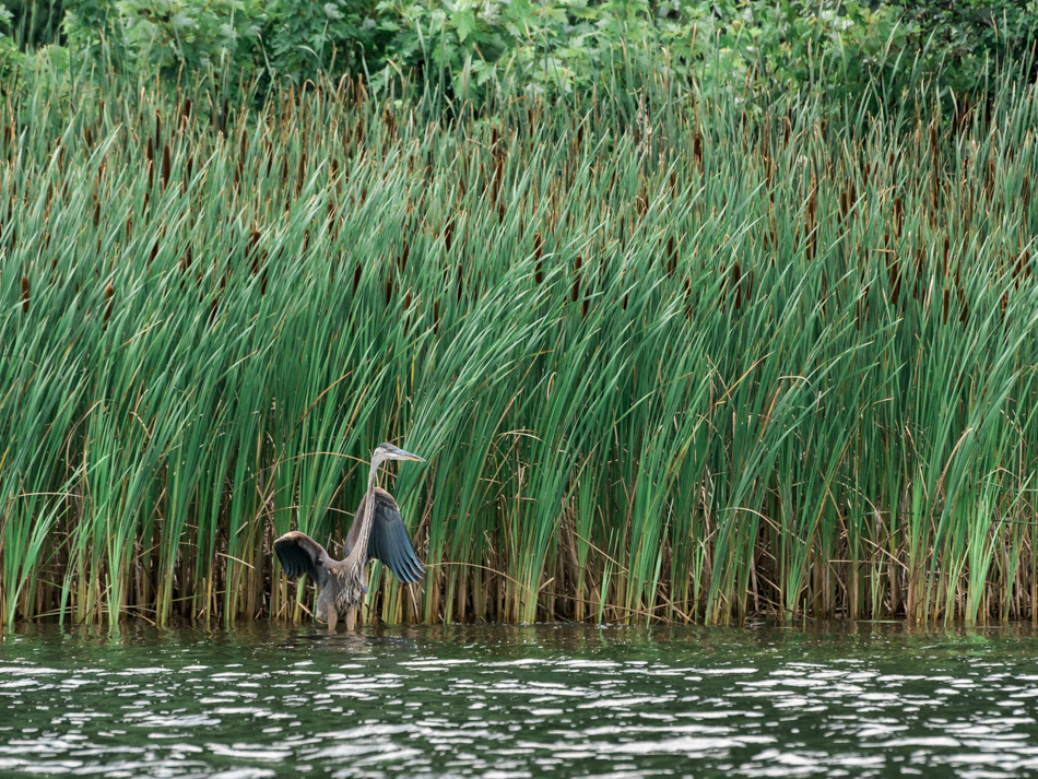 Color photo of a great blue heron hunting along the Connecticut River