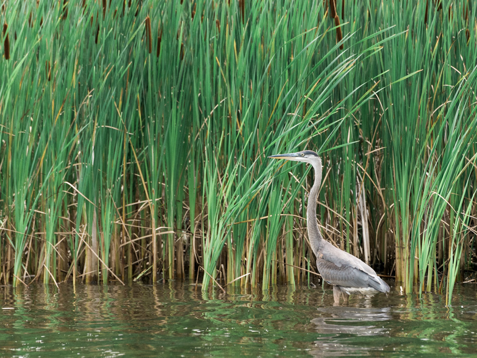 Color photo of a great blue heron hunting along the Connecticut River
