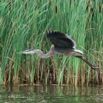Connecticut River Great Blue Herons Connecticut River Great Blue Herons