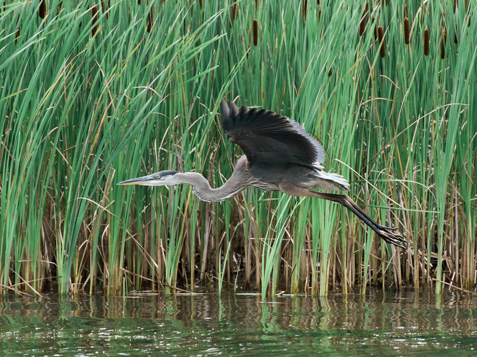 Color photo of a great blue heron flying over the Connecticut River