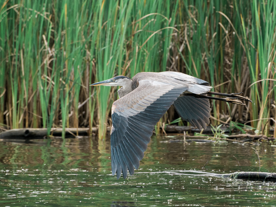 Color photo of a great blue heron flying over the Connecticut River