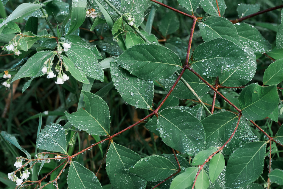 Color photo of red stems and wet green leaves