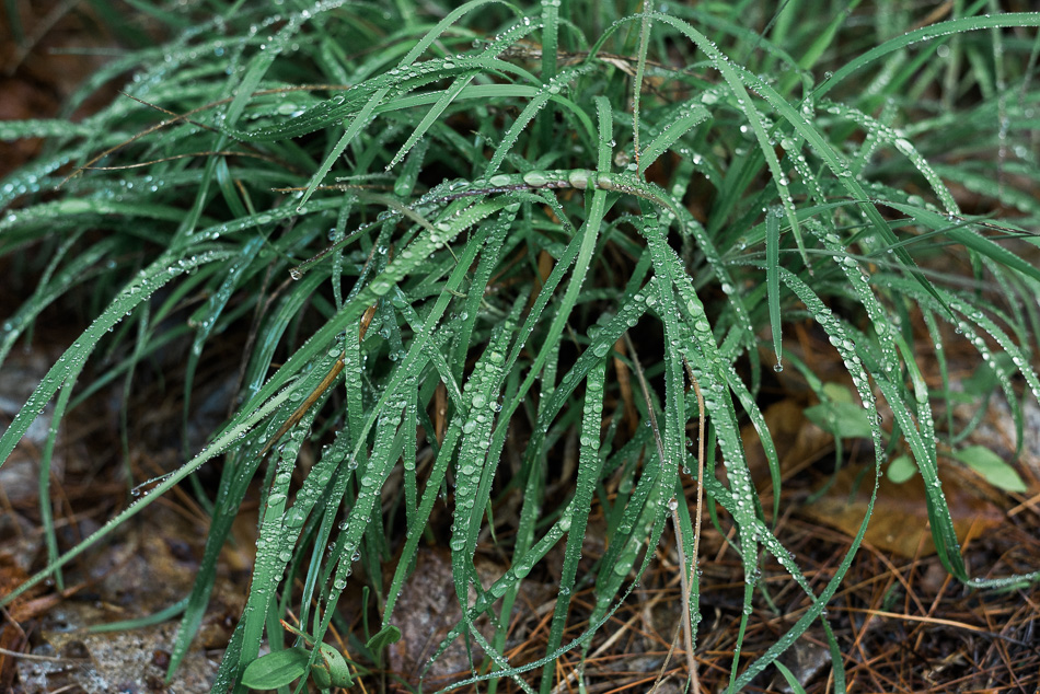 Color photo of water drops on a patch of long, wavy grass