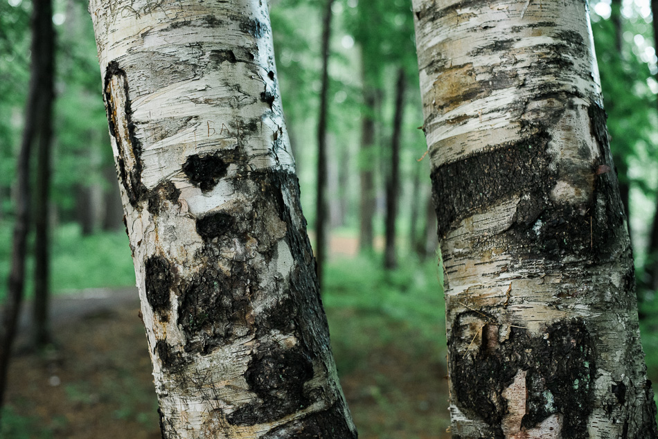 Color photo of two white birch tree trunks in the Ashuelot River Park in Keene, NH