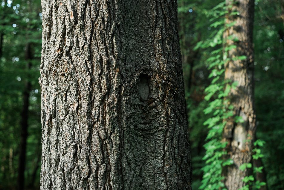 Color photo showing the bark detail in a large tree in the Ashuelot River Park in Keene, NH