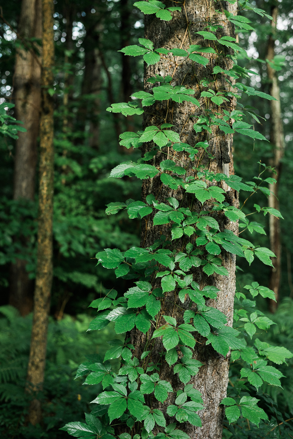 Color photo of the green leaves of a vine winding their way up the trunk of a tree in the Ashuelot River Park in Keene, NH