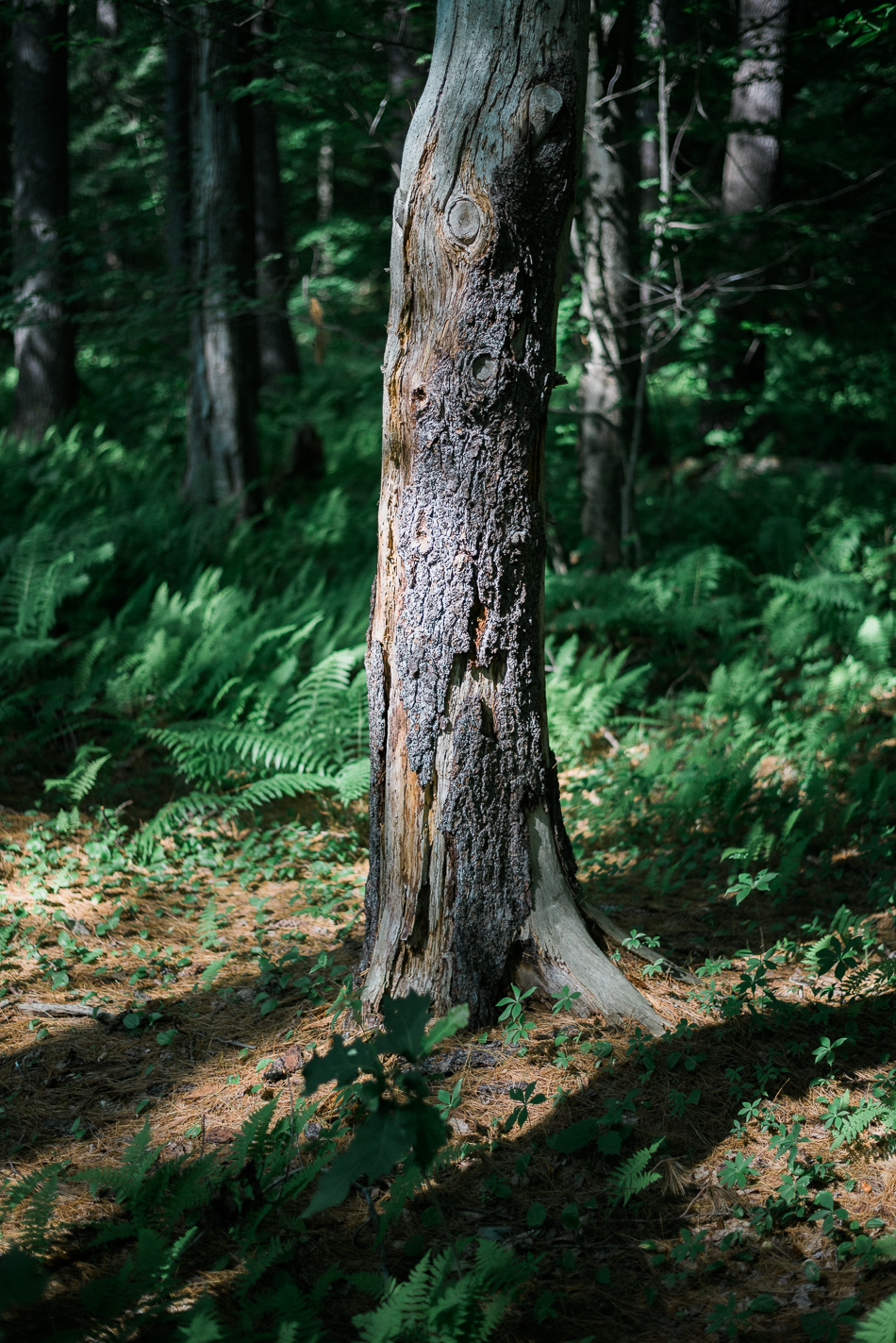 Color photo of a tree missing some bark in the Ashuelot River Park in Keene, NH