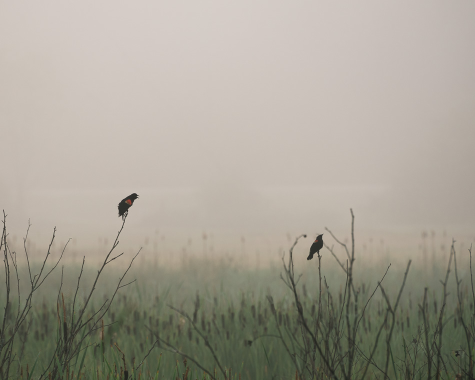 Color photo of two red-winged blackbirds engaged in conversation