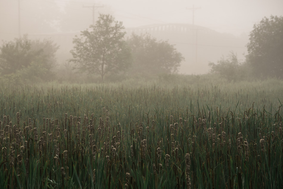 Color photo of a cattails against foggy backdrop