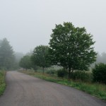 Foggy Morning Wetlands Foggy Morning Wetlands