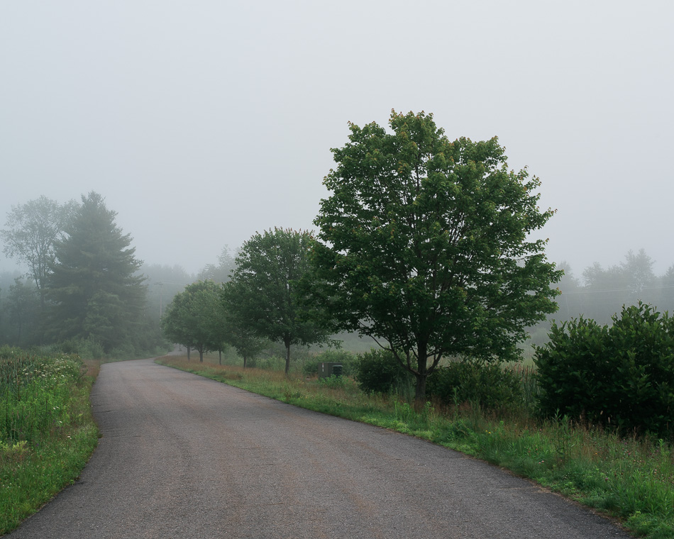 Color photo of trees along the rear access road to Monadnock Marketplace in Keene, NH