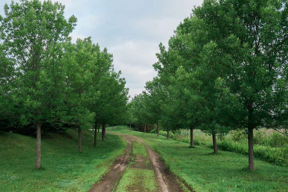Color photo of trees lining a dirt road