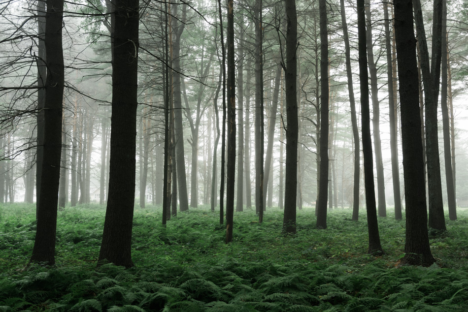 Color photo of foggy trees at Ladies Wildwood Park in Keene, NH