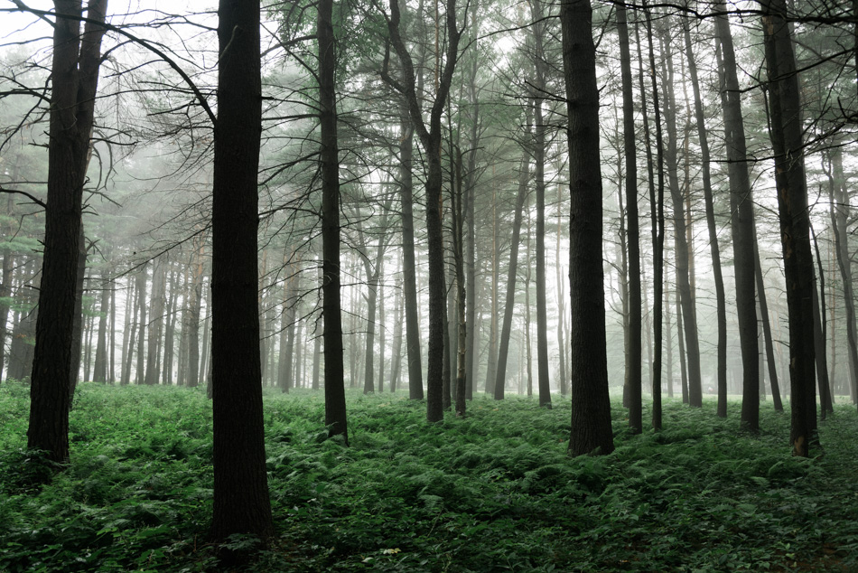 Color photo of foggy trees at Ladies Wildwood Park in Keene, NH