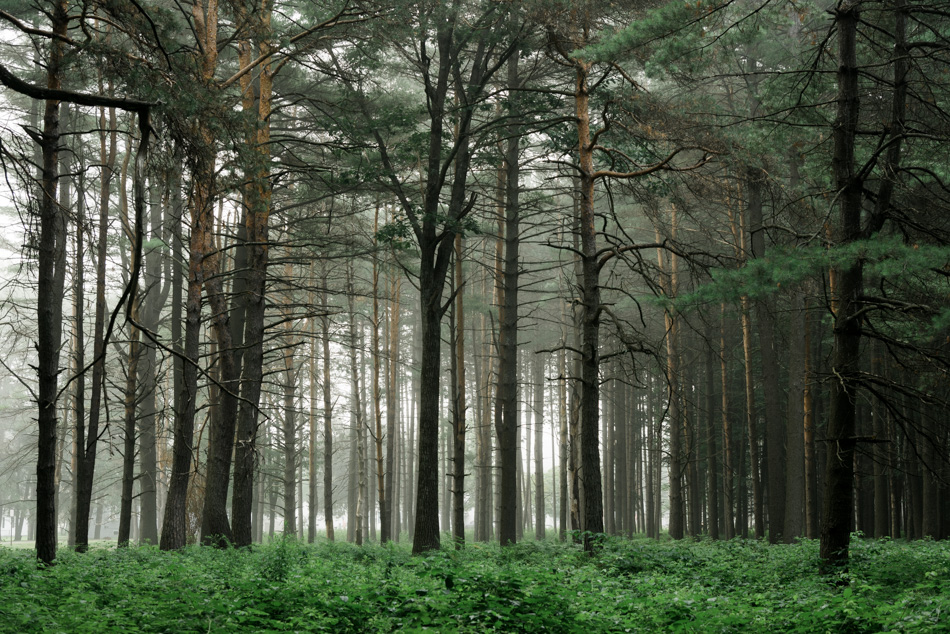 Color photo of foggy trees at Ladies Wildwood Park in Keene, NH