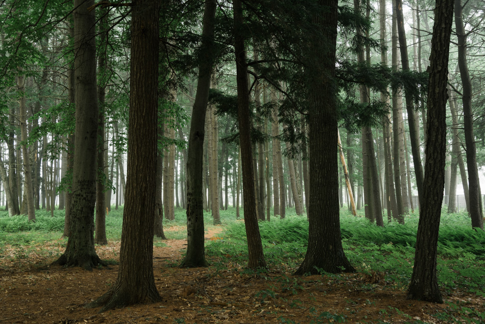 Color photo of foggy trees at Ladies Wildwood Park in Keene, NH