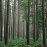Foggy Wildwood Trees Foggy Wildwood Trees