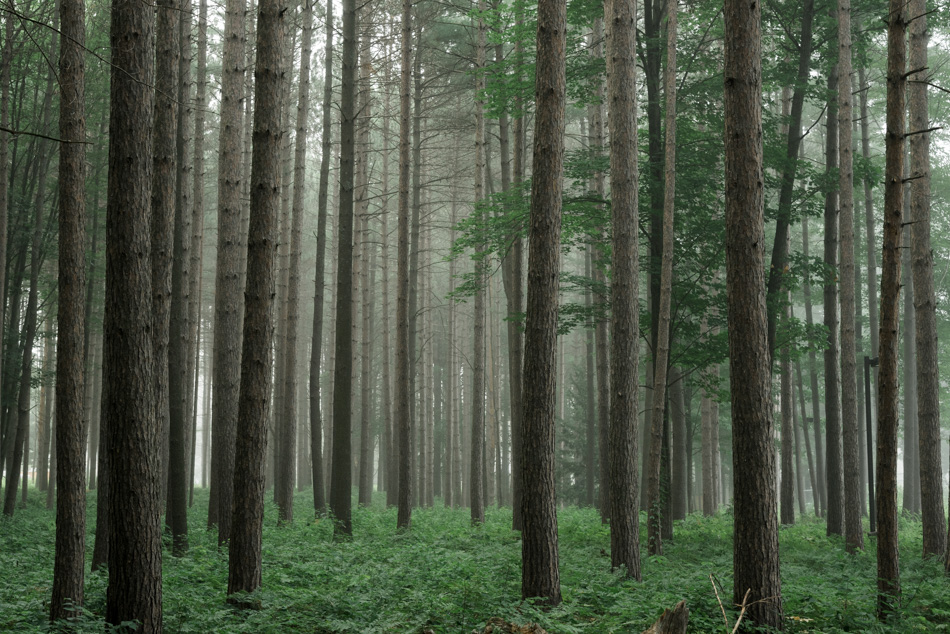 Color photo of foggy trees at Ladies Wildwood Park in Keene, NH