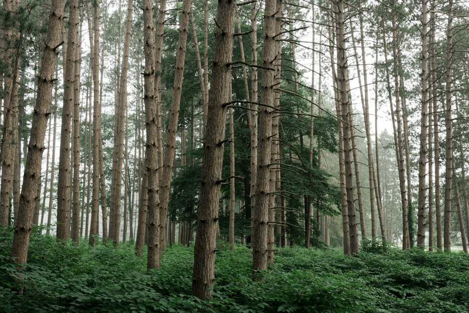 Color photo of foggy trees at Ladies Wildwood Park in Keene, NH