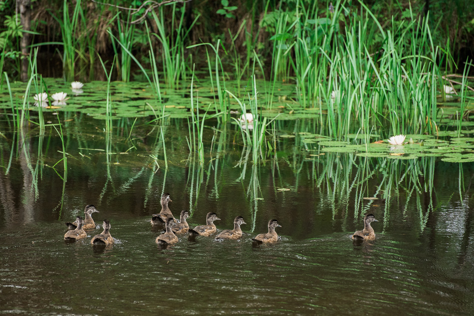 Color photo of young wood ducks floating in the Ashuelot River