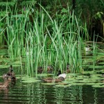 Wood Ducks in the Ashuelot River Wood Ducks in the Ashuelot River