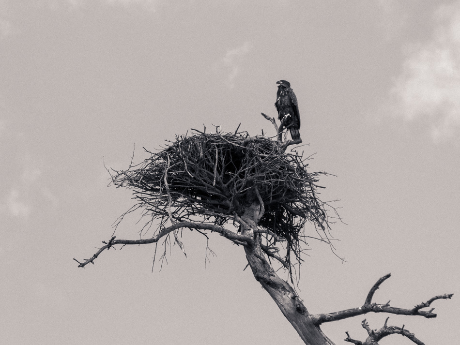 A juvenile bald eagle perches atop its nest