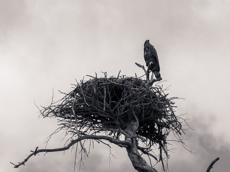 A juvenile bald eagle perches atop its nest