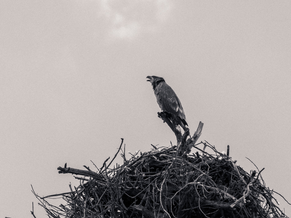 A juvenile bald eagle perches atop its nest