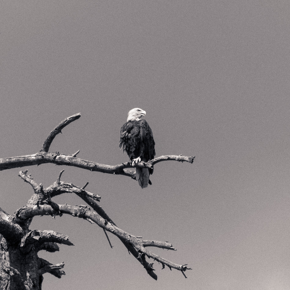 An adult bald eagle perches on the branch of a dead tree