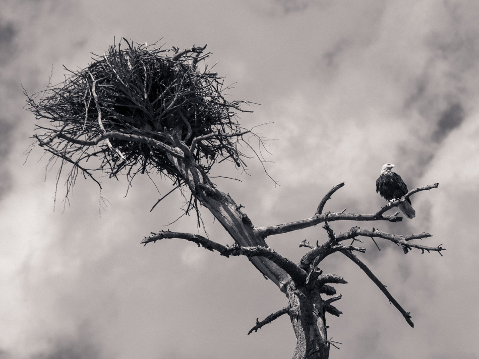 An adult bald eagle perches on a branch below its nest